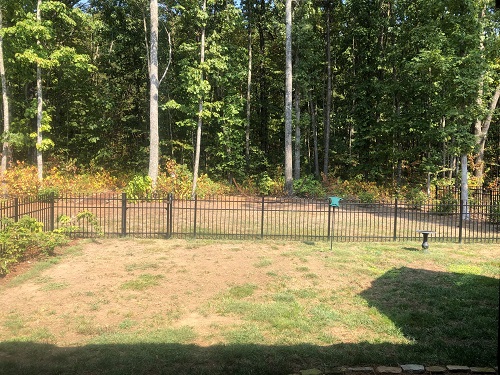 Backyard Woods - 9.29.2019.jpg
